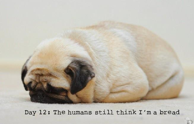 Pug disguised as bread