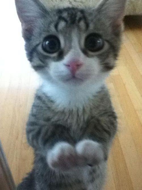 Cute kitten with big eyes