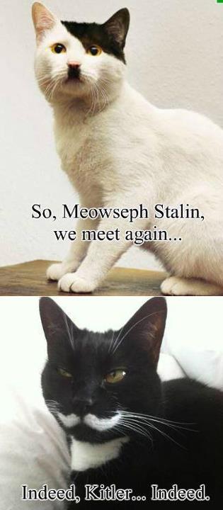 Historical Figures Cat Parody