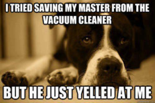 Misunderstood Hero Dog