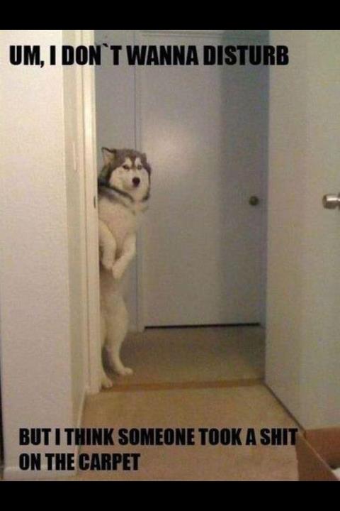 Polite dog reports an incident