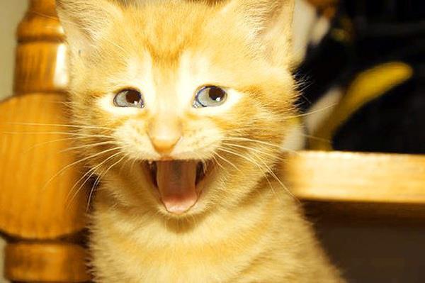 Cheerful Kitten Expresses Joy
