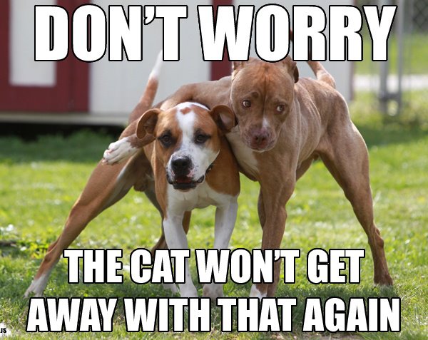 Confident dogs on a mission