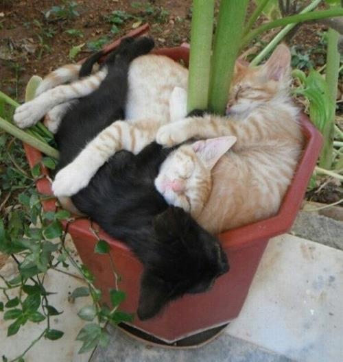 Potted catnap blossoms
