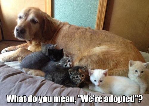 Confused Pets Concerned About Adoption