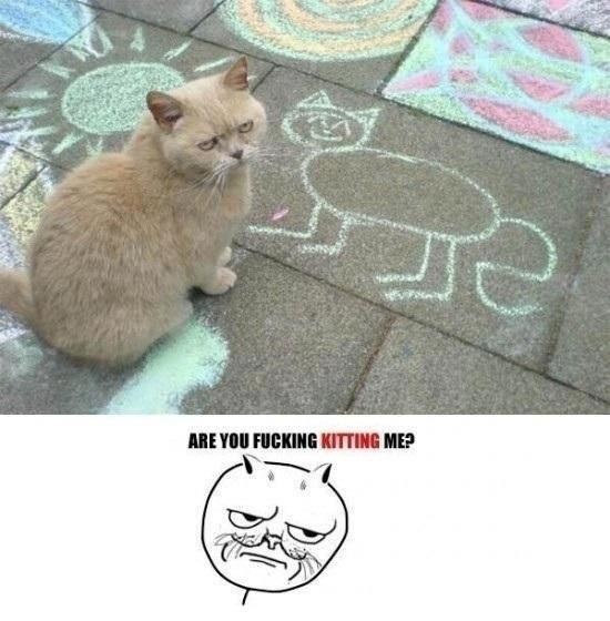 Cat's Punny Disapproval