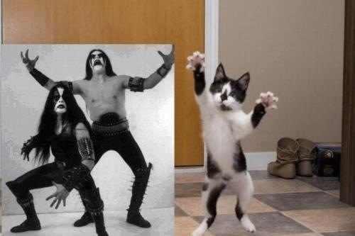 Cat imitates heavy metal pose