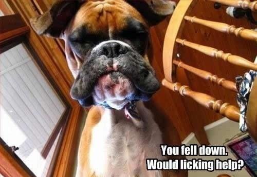 Compassionate Dog Offers Help