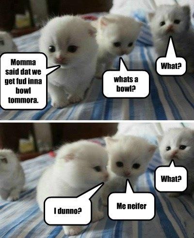 Confused kittens discussing food plans