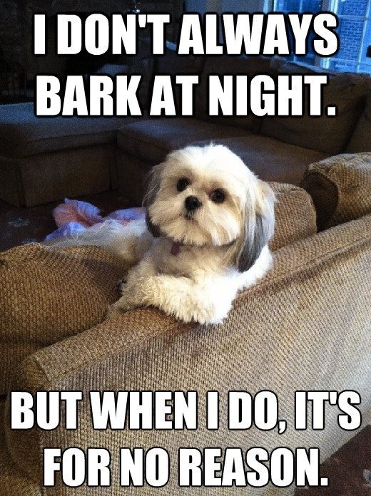 Dog's Mysterious Nighttime Barking