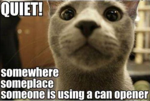 Cat Hears Can Opener