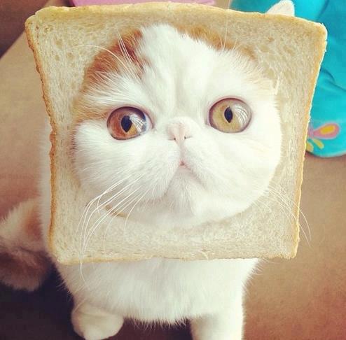 Breaded Cat Face Surprise