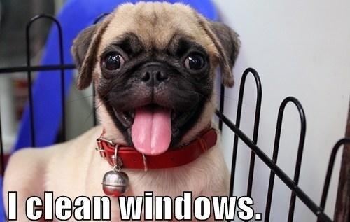 Happy Pug Window Cleaner Meme