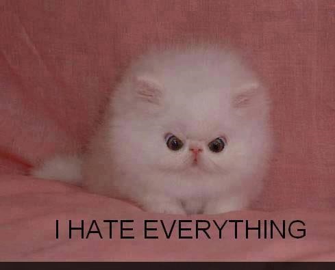 Grumpy Cat Expresses Discontent