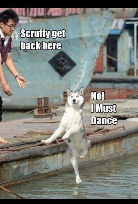 Dancing Dog Humor