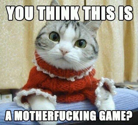 Serious Cat in Sweater