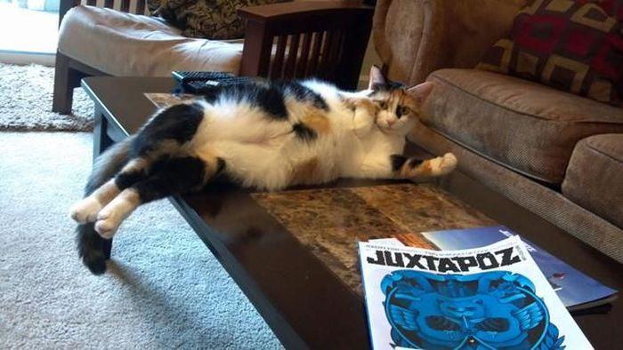 Chill Cat Lounging on Table