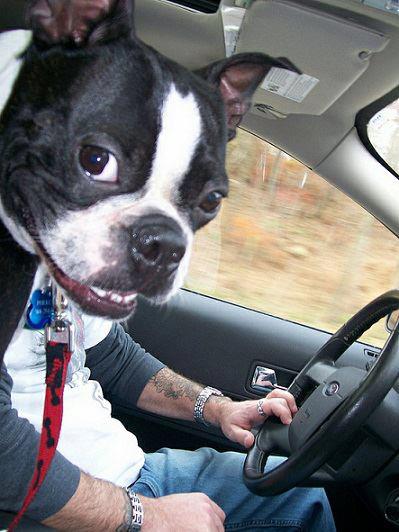 Dog's road trip excitement