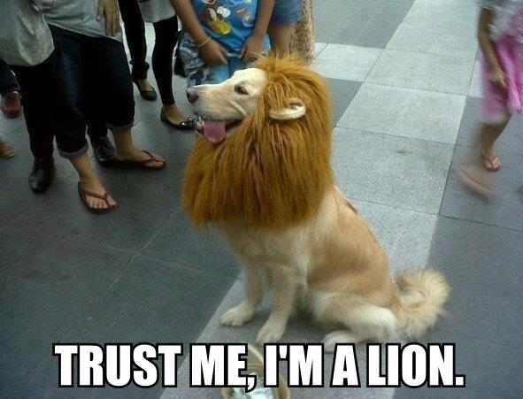 Dog in a lion mane disguise