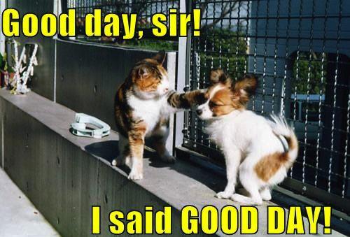 Cat and Dog Gentleman Dispute