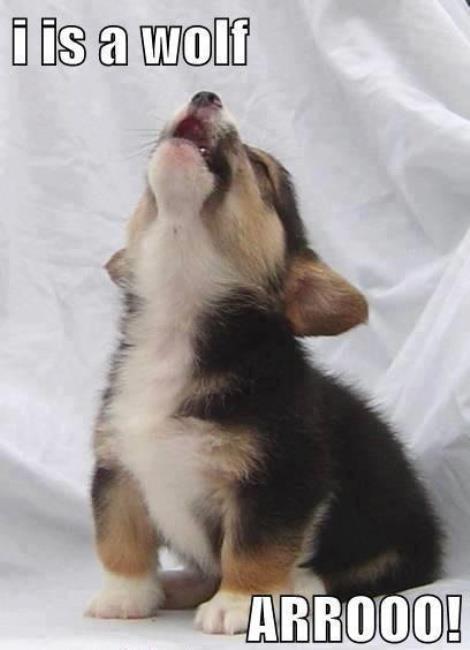Puppy Impersonating a Wolf