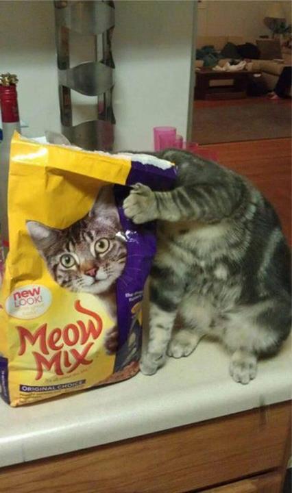 Caught in the Meow Mix