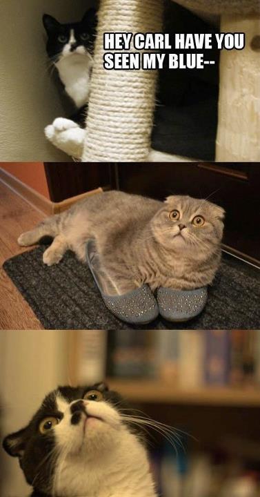 Surprised cat in slippers