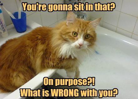 Cat Questions Human Sanity