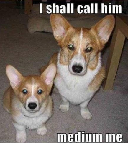 Mini-Me, Canine Edition