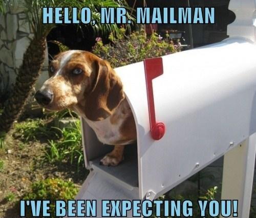 Dog Awaits Mailman in Mailbox