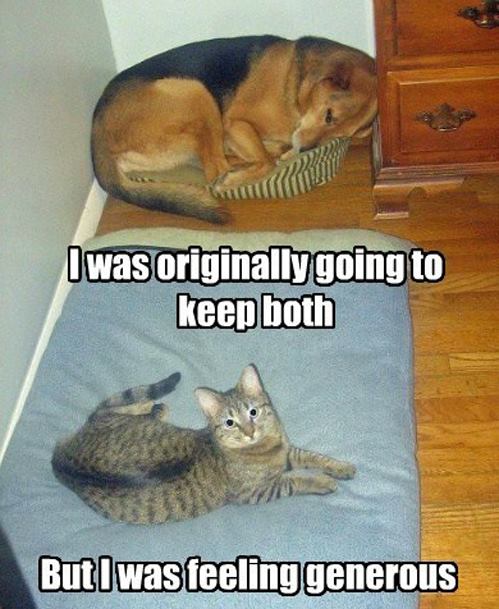 Dog and Cat Sharing Bed Memes