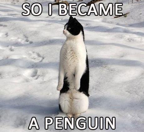 Cat impersonates a penguin