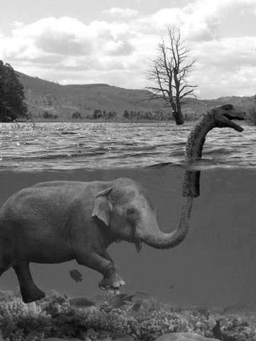 Unexpected underwater meeting