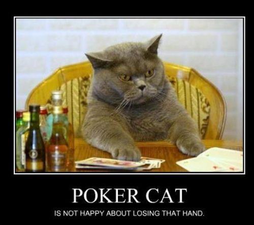 Poker Cat Loses Hand
