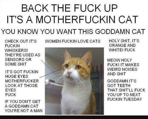 Overzealous Cat Advertisement