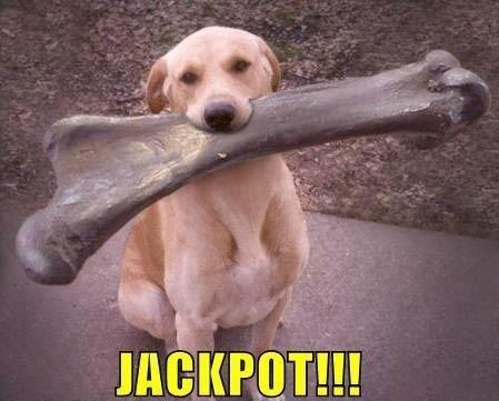 Dog Finds Ultimate Stick