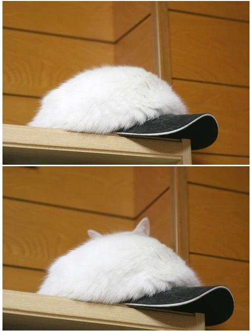 Cat or Cap? Optical illusion challenge