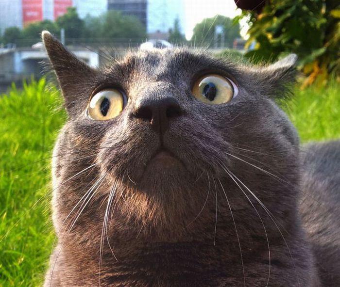 Shocked cat's big-eyed moment