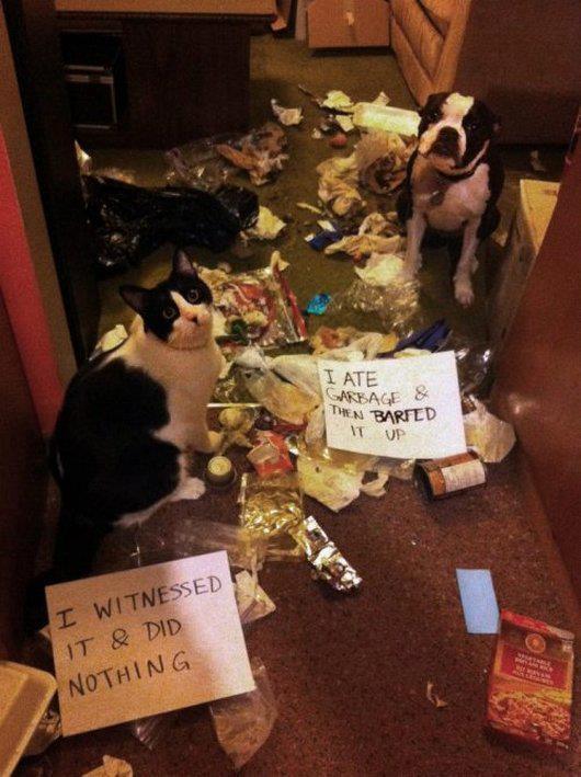 Pets caught in their mischief