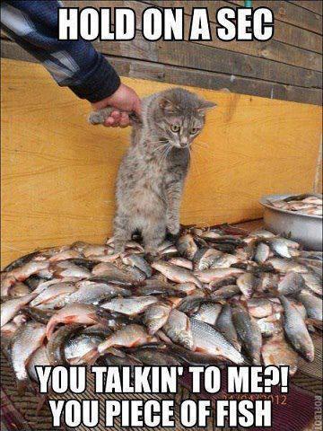 Unimpressed cat with fish