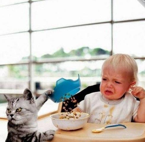 Cat serving breakfast chaos