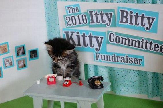 Tiny Cat Hosting Fundraiser