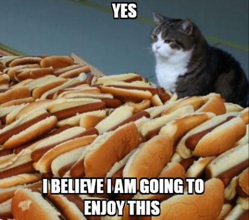Cat ready for a hot dog feast