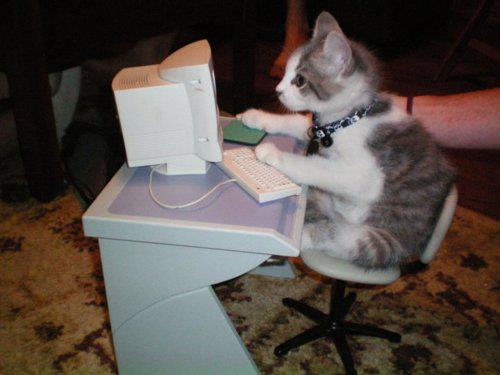 Kitten mastering the computer