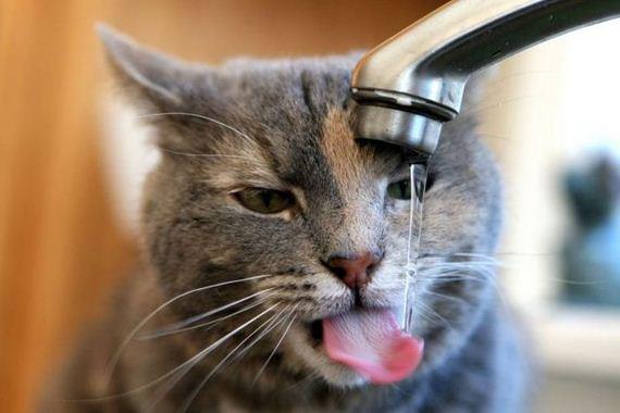 Thirsty Cat Enjoys Tap Water