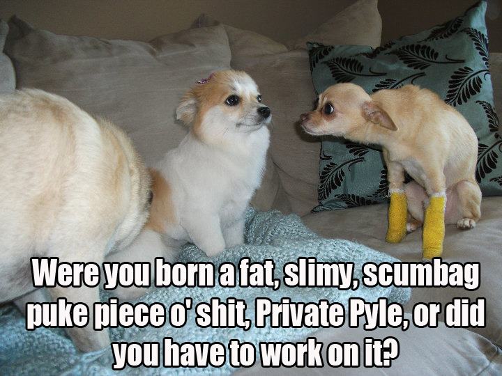 Dogs Reenacting Movie Drill Scene