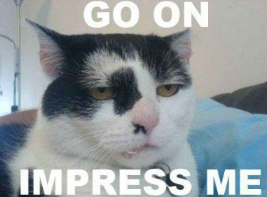 Skeptical cat is not amused