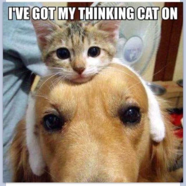 A kitty cap on a dog's head