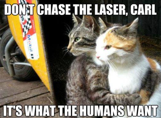 Cats Discussing Laser Chase Strategy