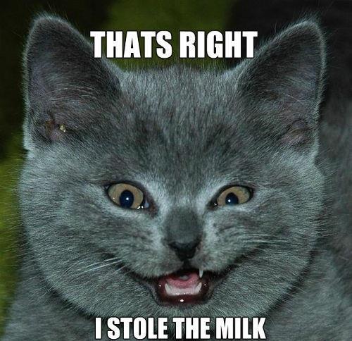 Confident Cat Admits to Mischief